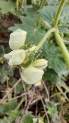 Loasa prostrata
