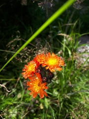 Pilosella aurantiaca