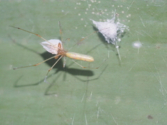 Tetragnatha hasselti