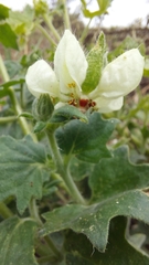 Loasa prostrata