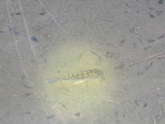 Oreochromis mossambicus