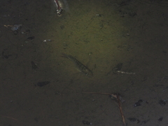 Oreochromis mossambicus