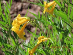 Tecoma stans angustata