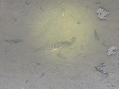 Oreochromis mossambicus