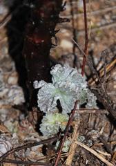 Pelargonium echinatum