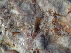 Erpobdella nigricollis