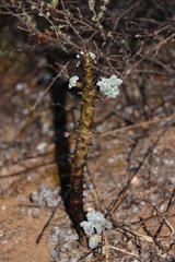 Pelargonium echinatum