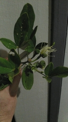 Thilachium africanum