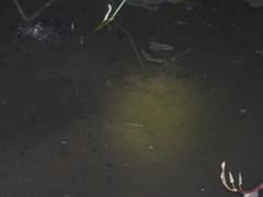 Rasbora