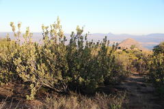 Protea glabra