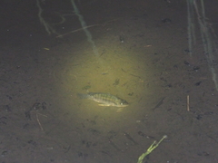 Oreochromis mossambicus