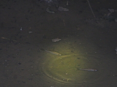 Rasbora