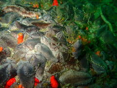 Pentacta doliolum
