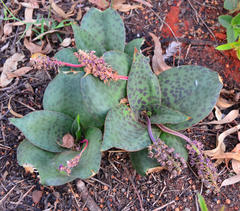 Ledebouria ovatifolia ovatifolia