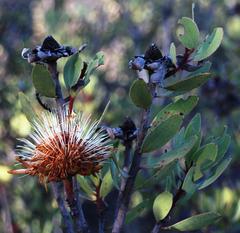 Protea glabra