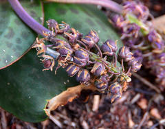 Ledebouria ovatifolia ovatifolia