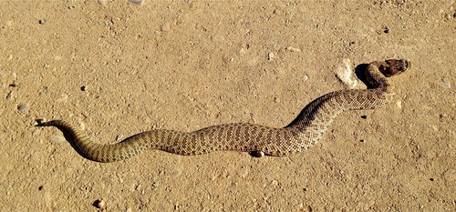 Crotalus viridis
