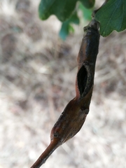 Stenolechia gemmella