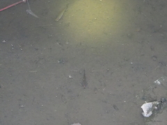 Rasbora