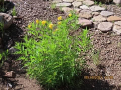 Tecoma stans angustata