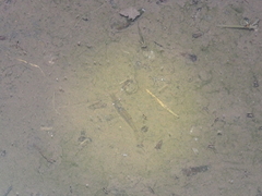 Palaemonidae