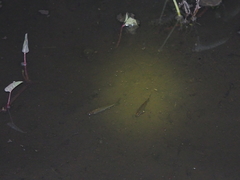 Rasbora
