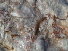 Erpobdella nigricollis