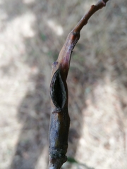 Stenolechia gemmella