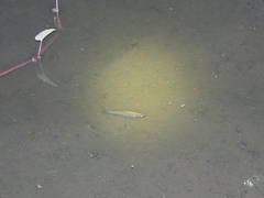Rasbora