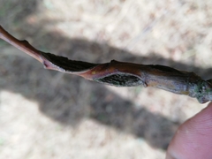 Stenolechia gemmella