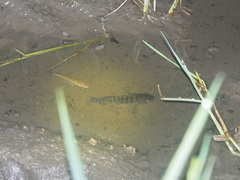 Oreochromis mossambicus