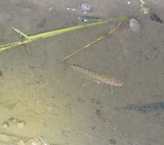 Channa striata