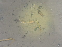 Channa striata