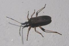 Dicranocephalus caffer