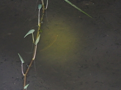 Channa striata