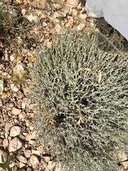 Thymophylla setifolia