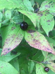 Vaccinium erythrocarpum