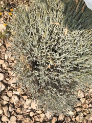 Thymophylla setifolia