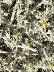 Thymophylla setifolia