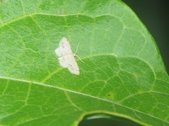 Idaea chotaria