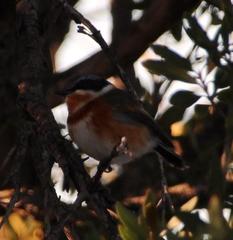 Batis capensis capensis