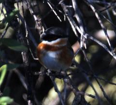 Batis capensis capensis