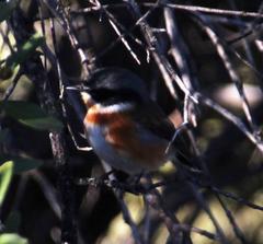 Batis capensis capensis