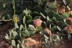 Roepera sessilifolia
