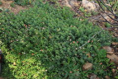 Roepera sessilifolia