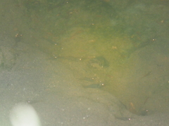 Palaemonidae