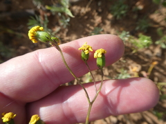 Senecio littoreus