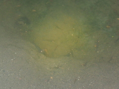 Palaemonidae
