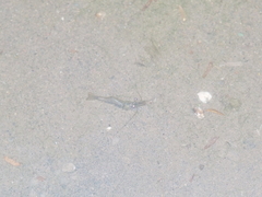 Palaemonidae
