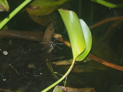 Dolomedes mizhoanus